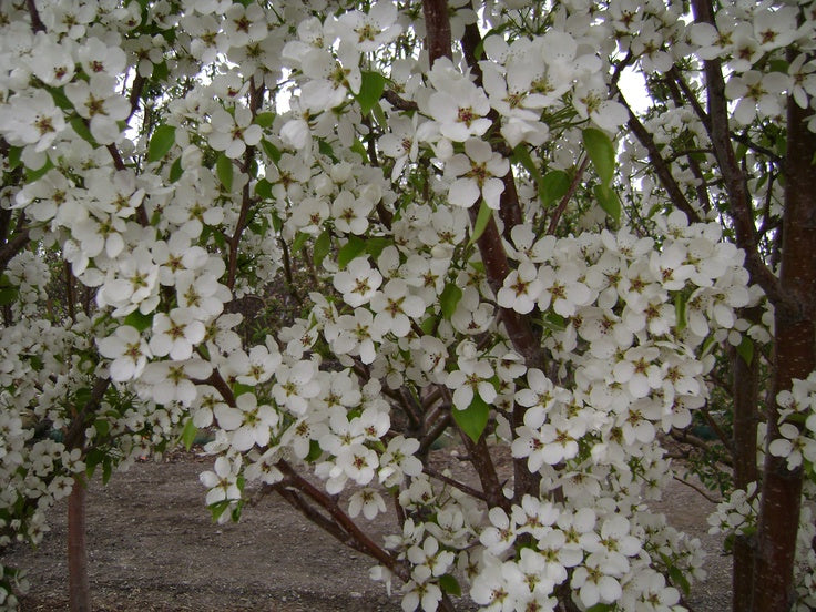 TreeYo Apple-Dolgo Crabapple -Semi-Dwarf