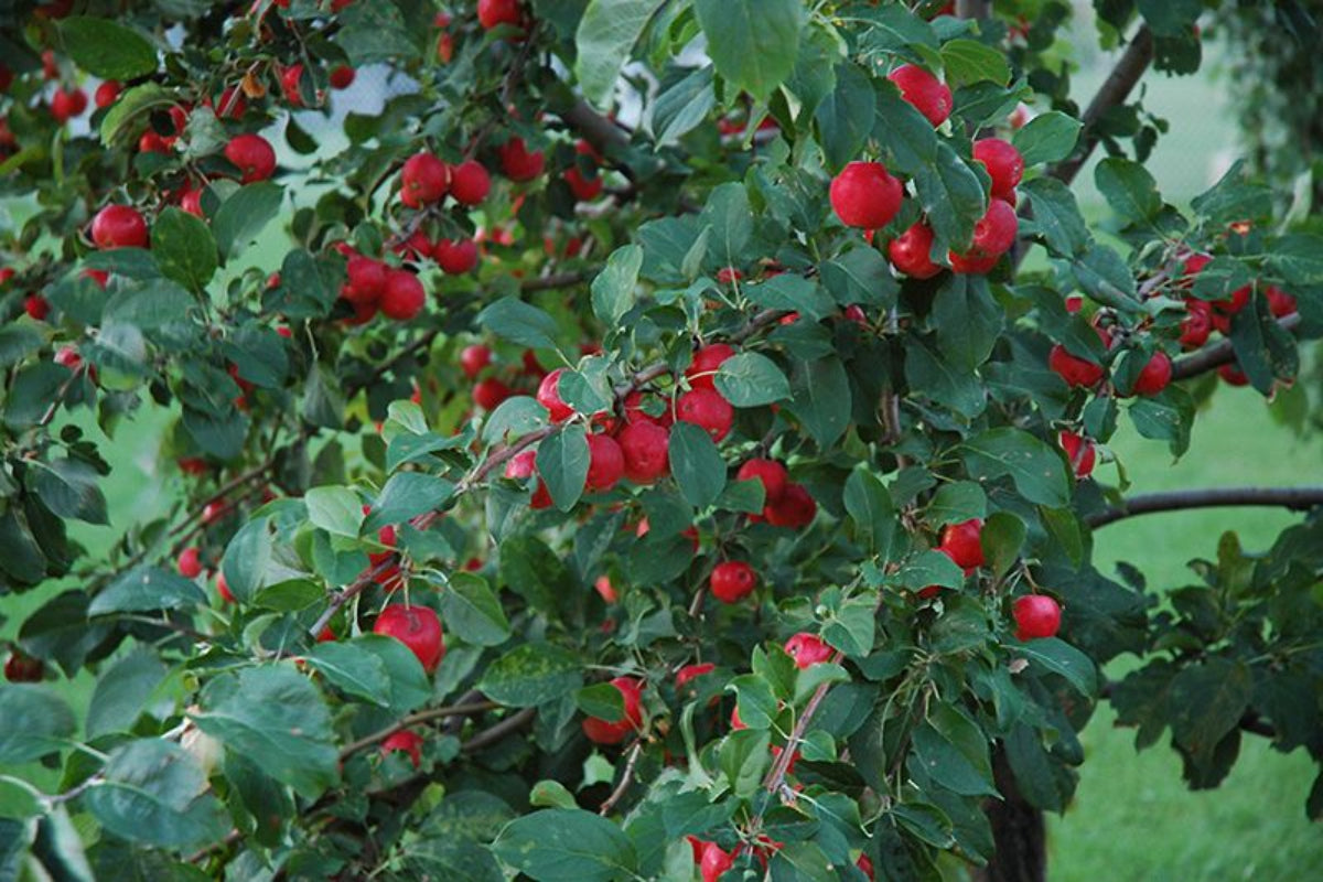 TreeYo Apple-Dolgo Crabapple -Semi-Dwarf
