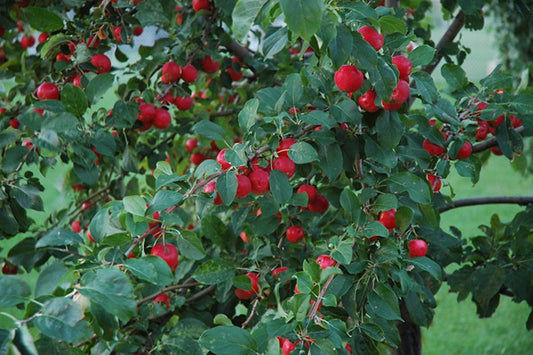 TreeYo Apple-Dolgo Crabapple -Semi-Dwarf