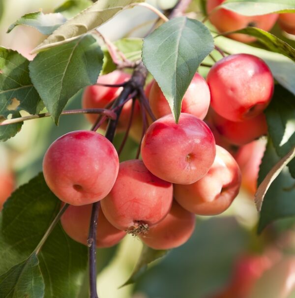 TreeYo Crabapple - Dolgo