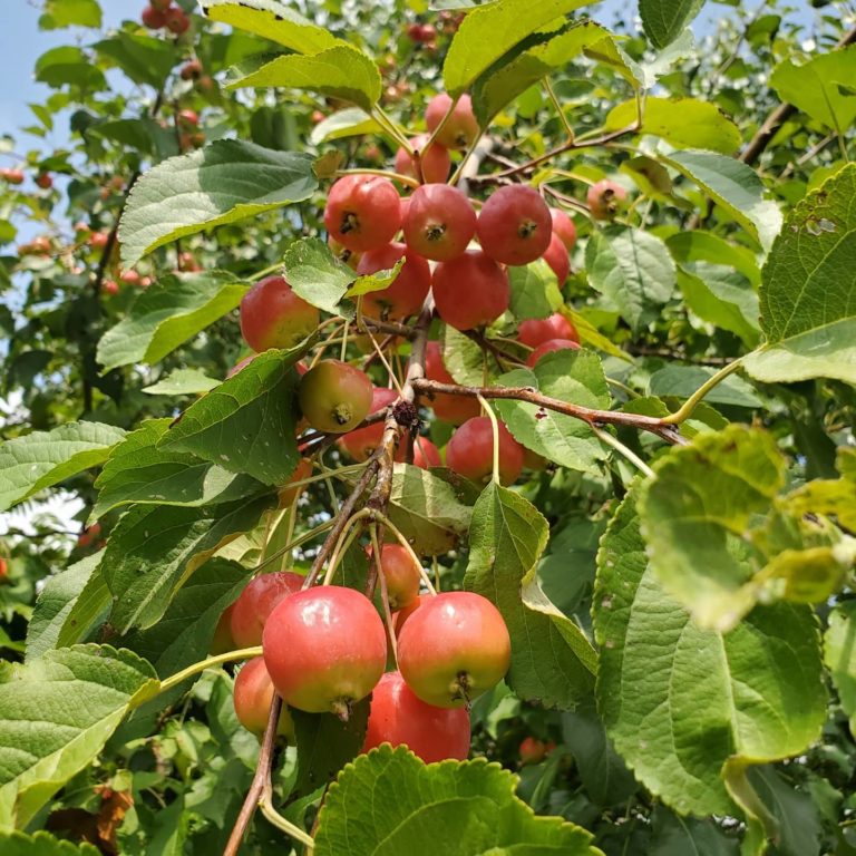 TreeYo Crabapple - Dolgo
