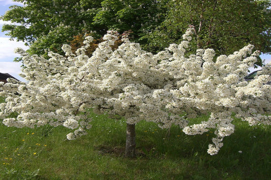 TreeYo Crabapple - Dolgo