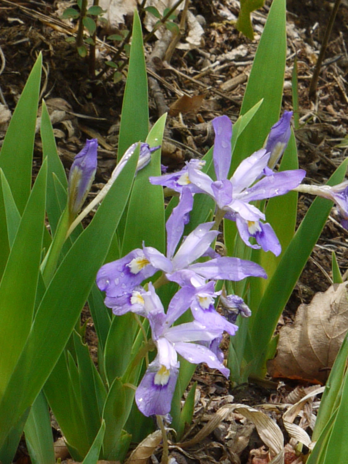 Dwarf Crested Iris "Iris cristata"