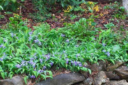 Dwarf Crested Iris "Iris cristata"