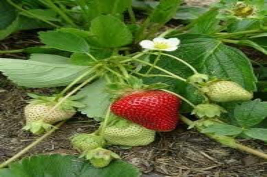 TreeYo Strawberry-Earliglow