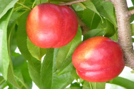 TreeYo Nectarine - Eastern Glow