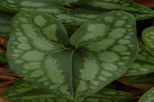 Evergreen Ginger "Hexastylis arifolia"