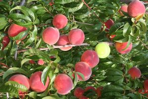 TreeYo Peach - PF 19-007 Flamin Fury