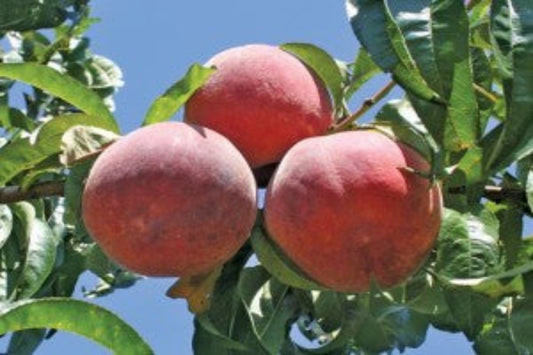 TreeYo Peach - PF 19-007 Flamin Fury