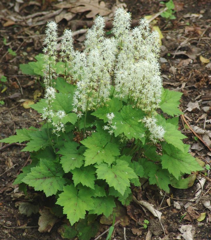 Foamflower "Tiarella cordifolia"