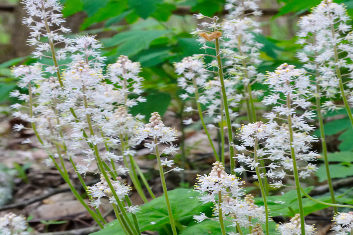 Foamflower "Tiarella cordifolia"