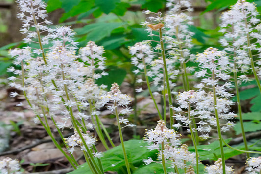 Foamflower "Tiarella cordifolia"
