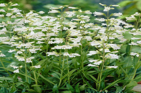 Foxglove Beardtongue "Penstemon digitalis"