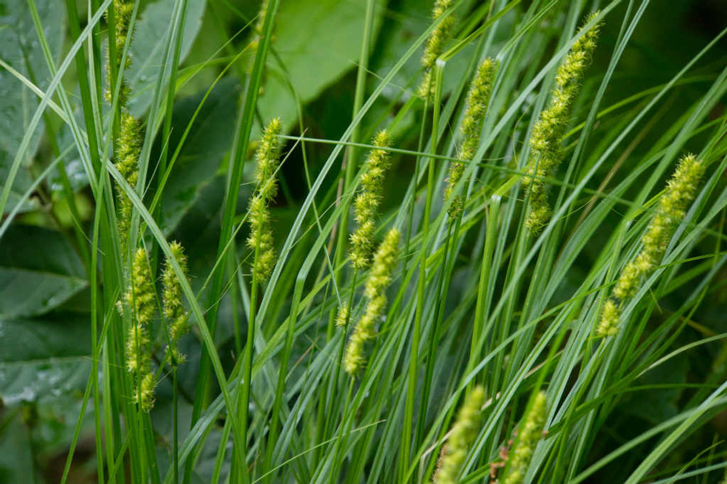 Brown Fox Sedge "Carex vulpinoidea"