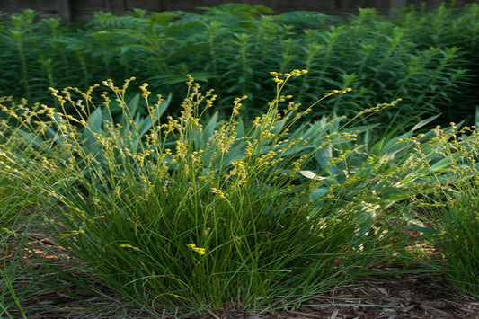 Brown Fox Sedge "Carex vulpinoidea"