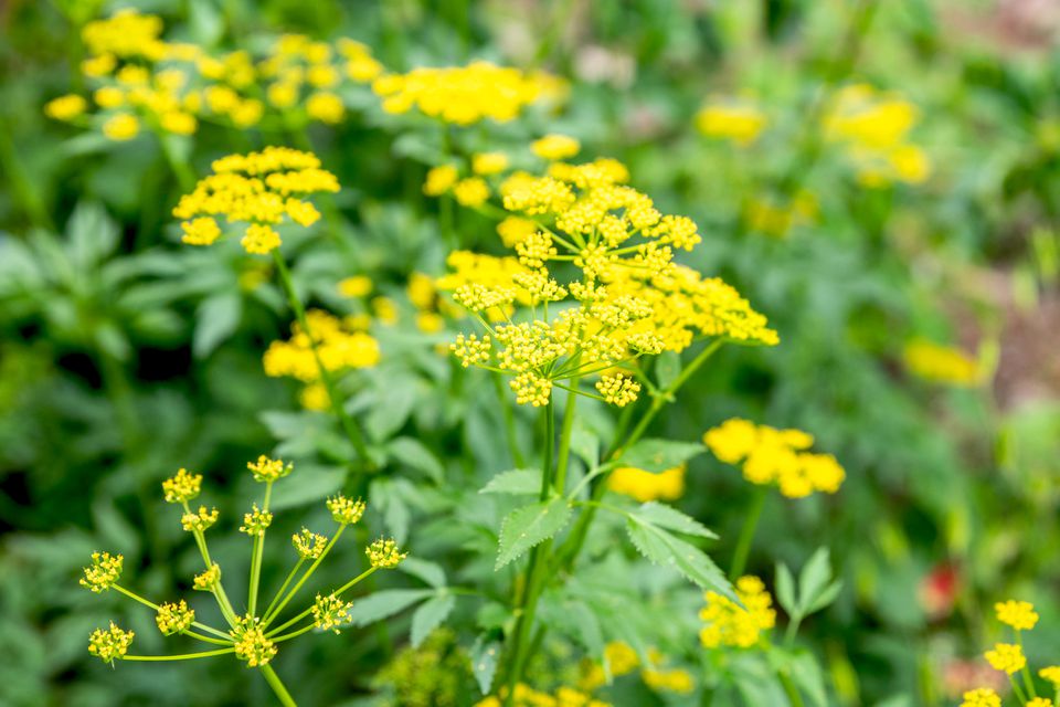 Golden Alexander "Zizia aurea"