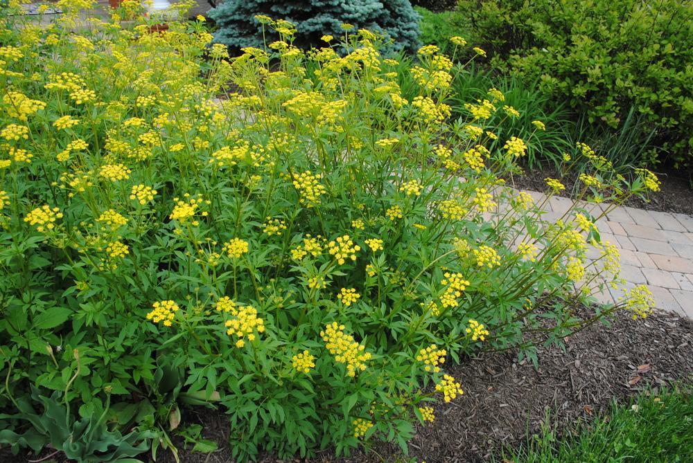 Golden Alexander "Zizia aurea"