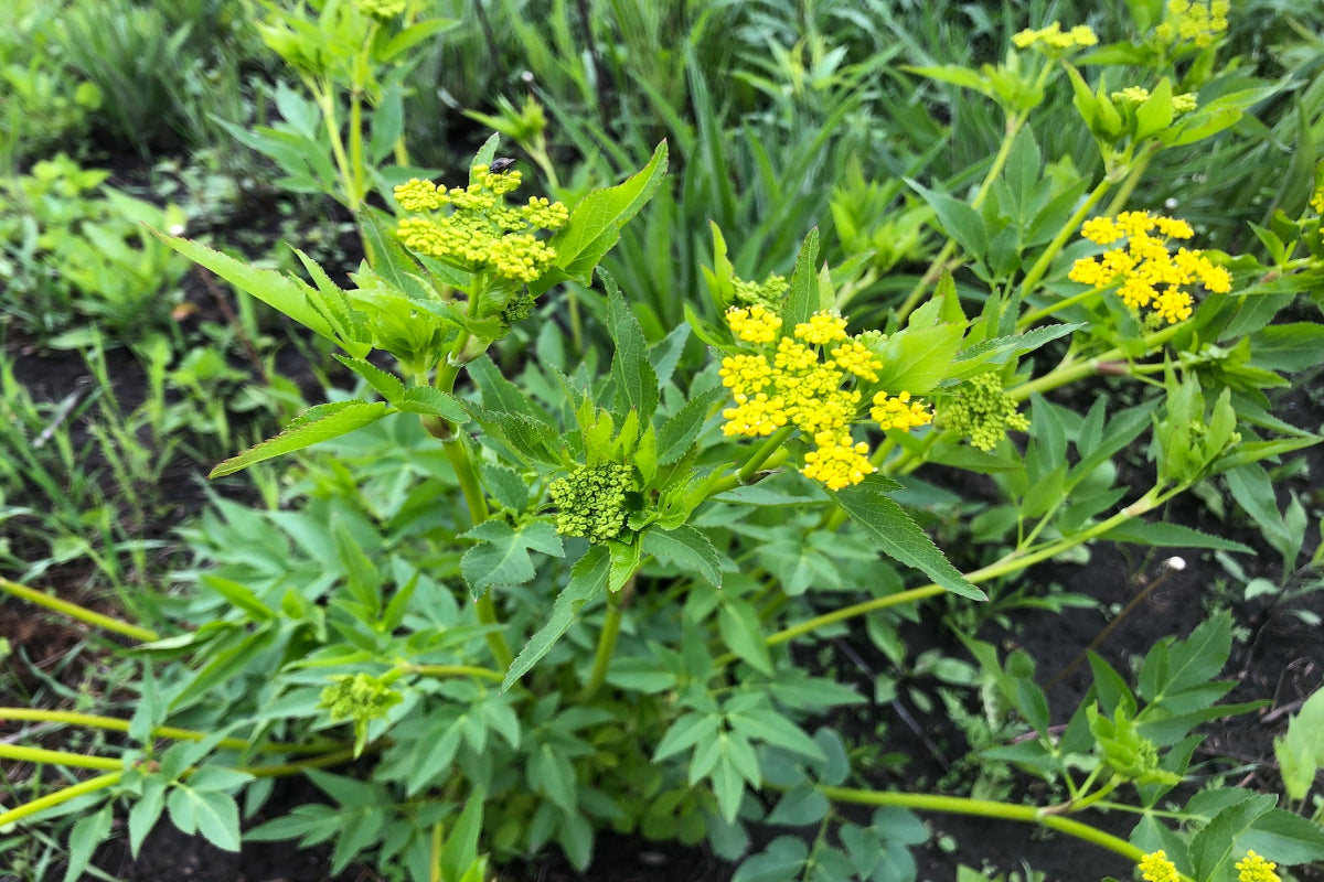 Golden Alexander "Zizia aurea"
