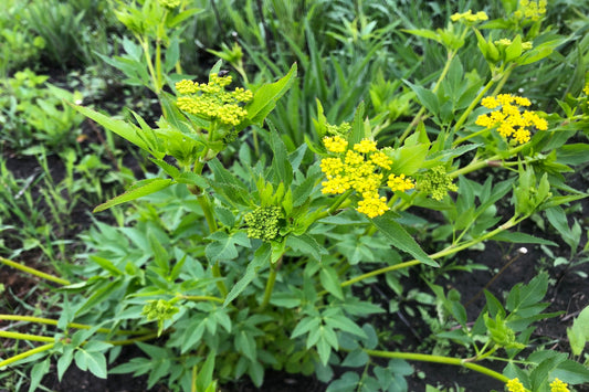 Golden Alexander "Zizia aurea"