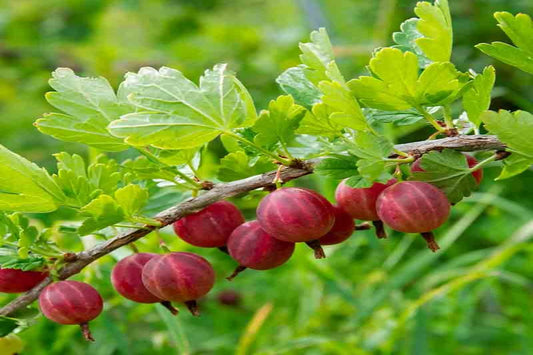 TreeYo Gooseberry - Captivator