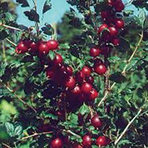 TreeYo Gooseberry - Captivator