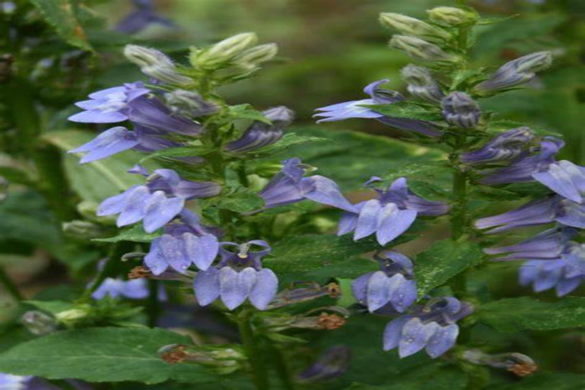 Great Blue Lobelia "Lobelia siphilitica"