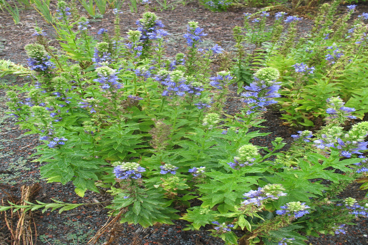 Great Blue Lobelia "Lobelia siphilitica"