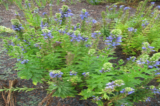 Great Blue Lobelia "Lobelia siphilitica"