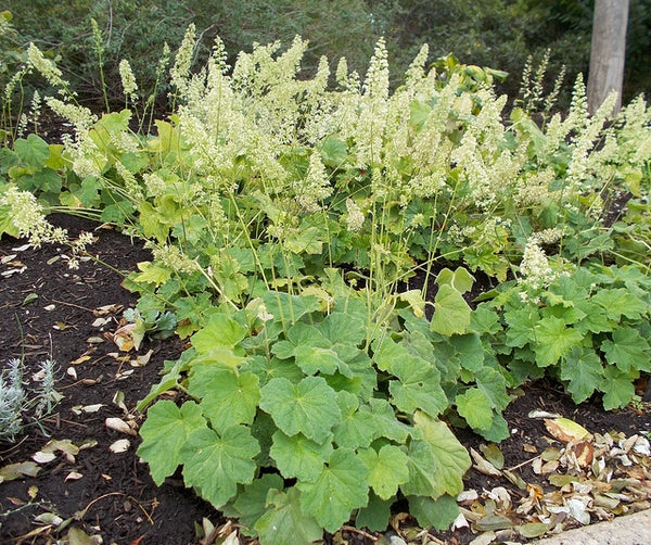 Hairy Alumroot "Heuchera villosa"