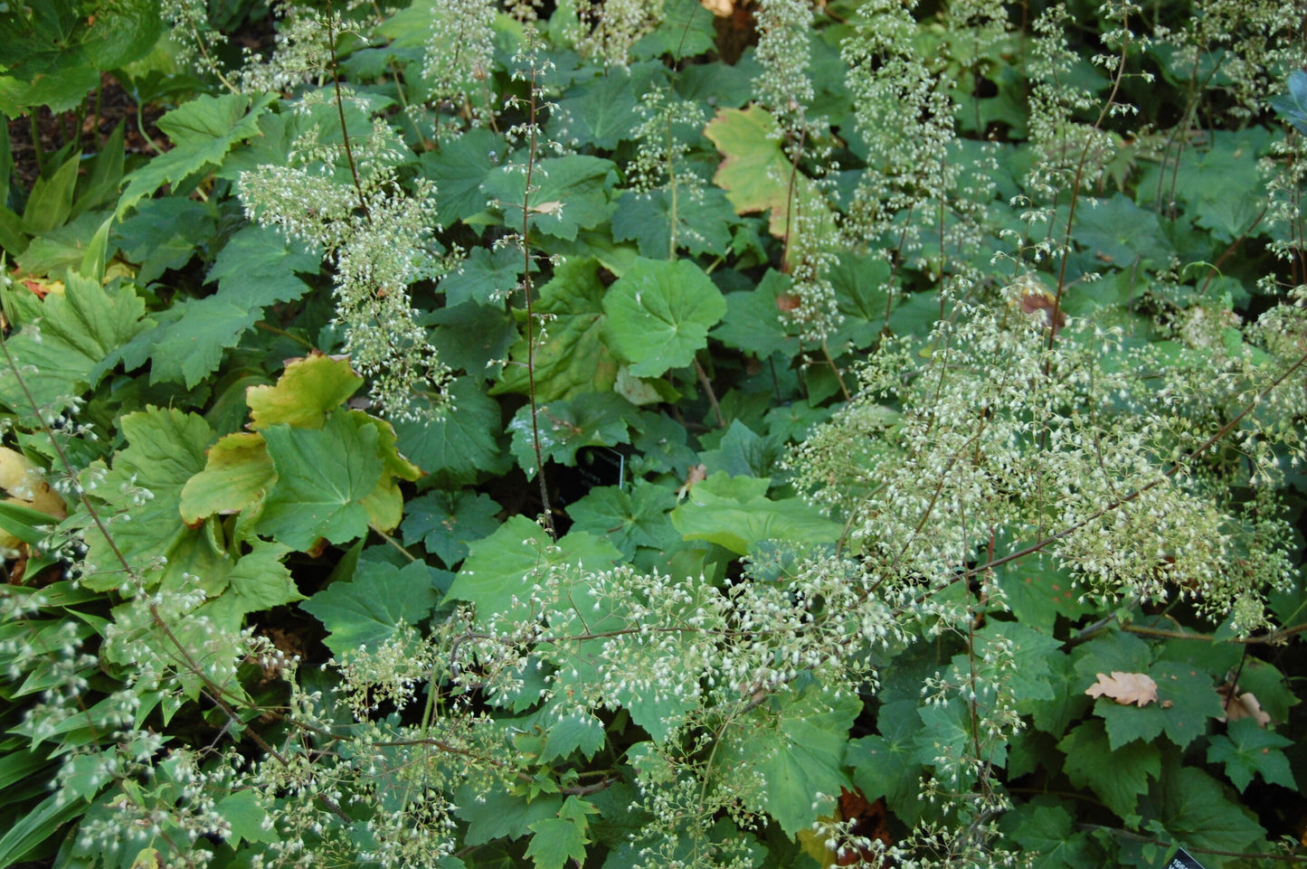 Hairy Alumroot "Heuchera villosa"