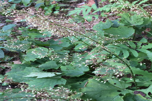 Hairy Alumroot "Heuchera villosa"