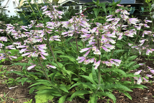 Hairy Beardtongue "Penstemon hirsutus"