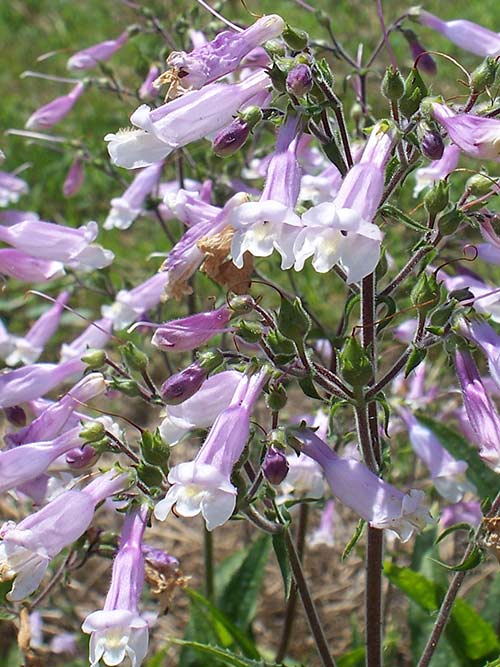 Hairy Beardtongue "Penstemon hirsutus"