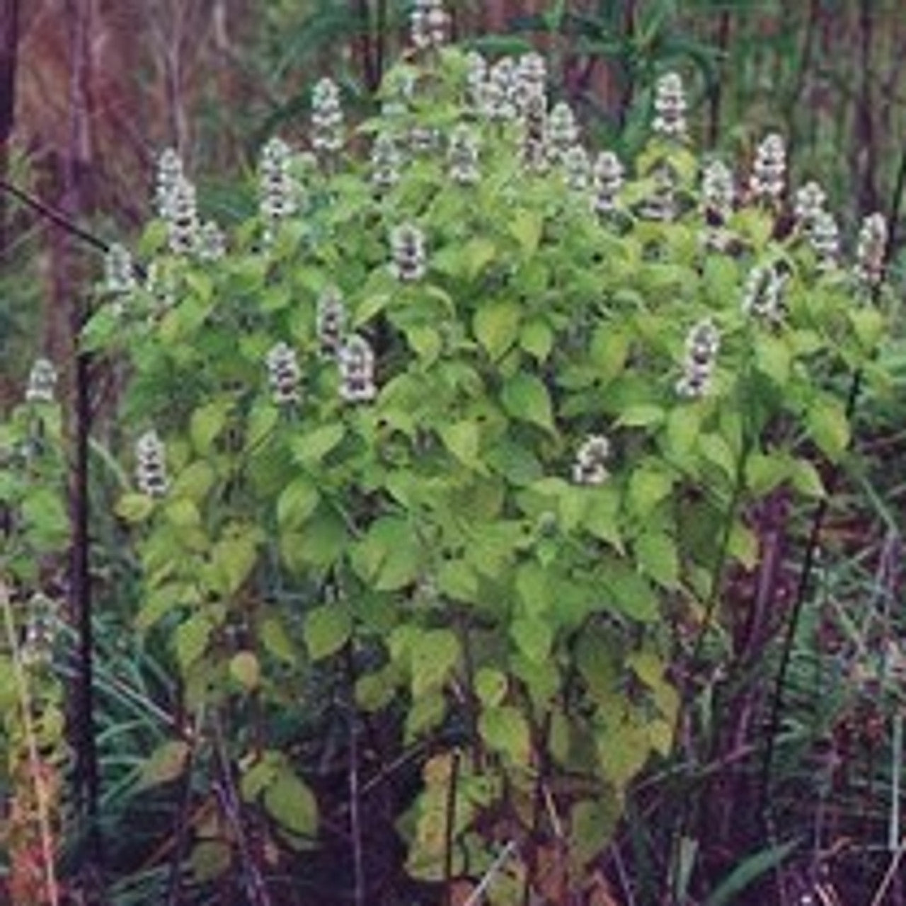 Hairy Wood Mint "Blephilia hirsuta"