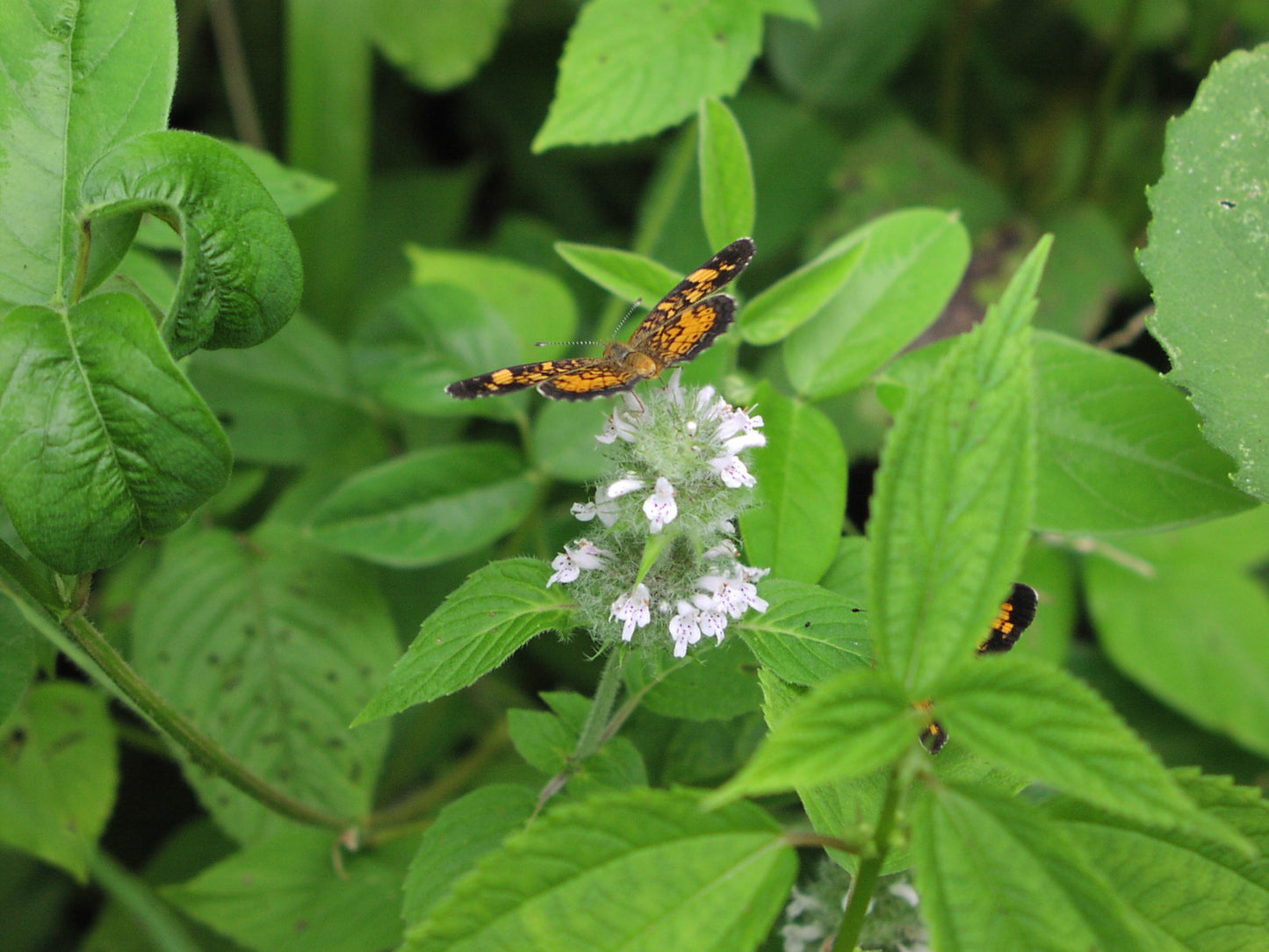 Hairy Wood Mint "Blephilia hirsuta"