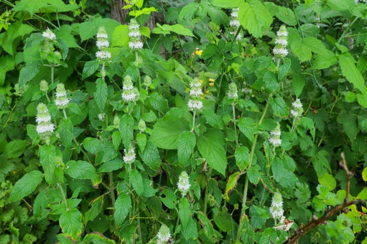 Hairy Wood Mint "Blephilia hirsuta"