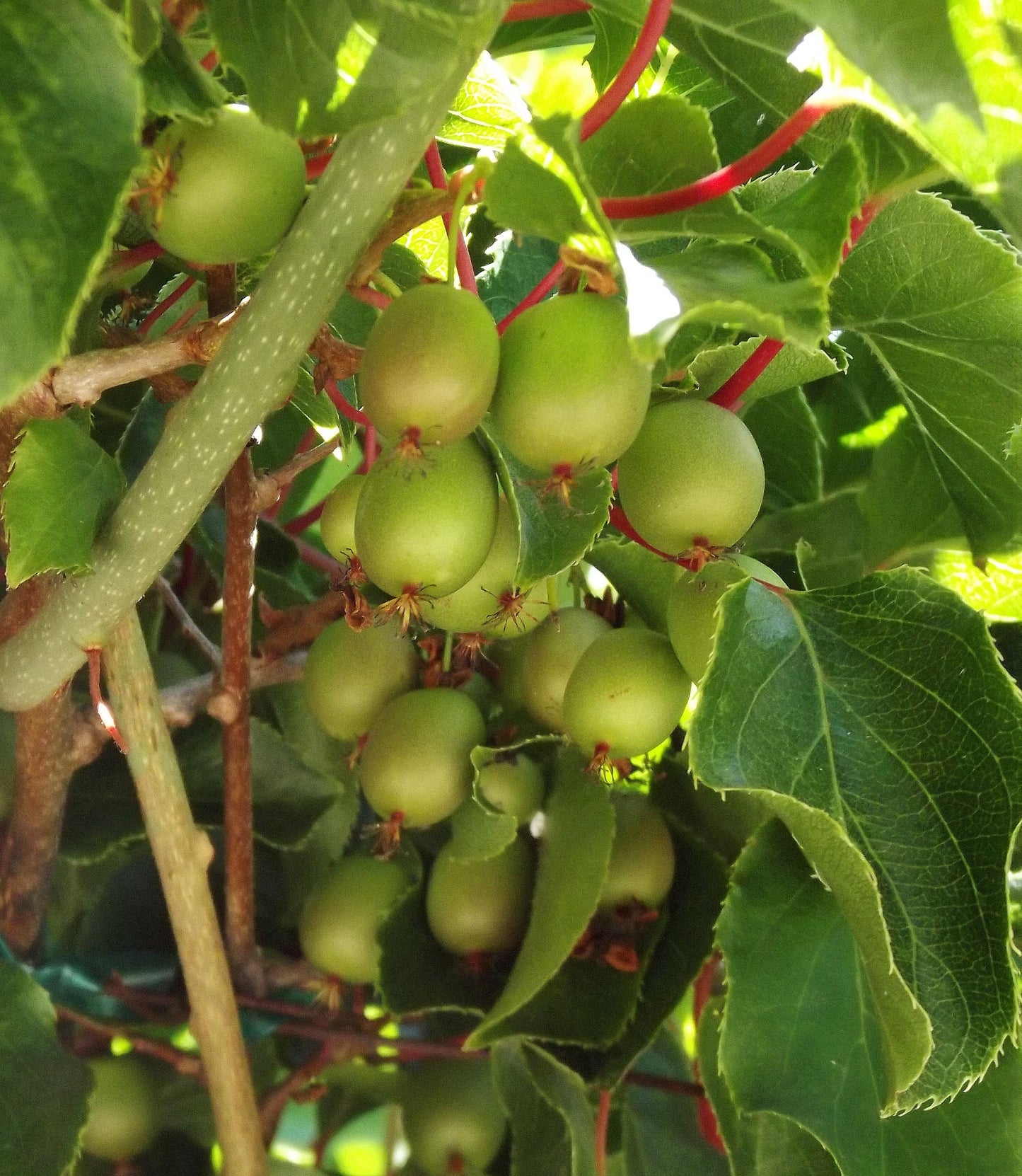 TreeYo Hardy Kiwi