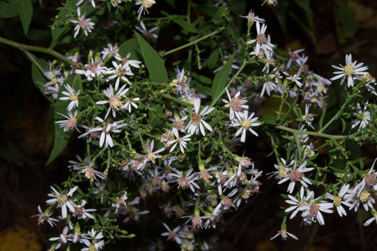 Blue Wood Aster "Symphyotrichum cordifolium"