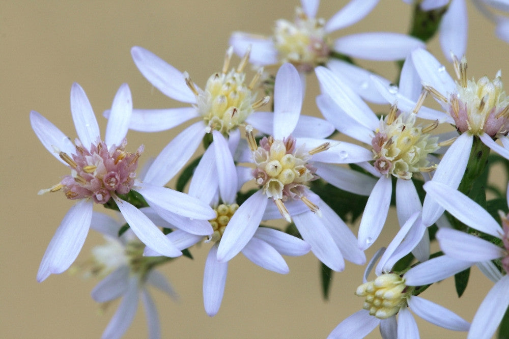 Blue Wood Aster "Symphyotrichum cordifolium"