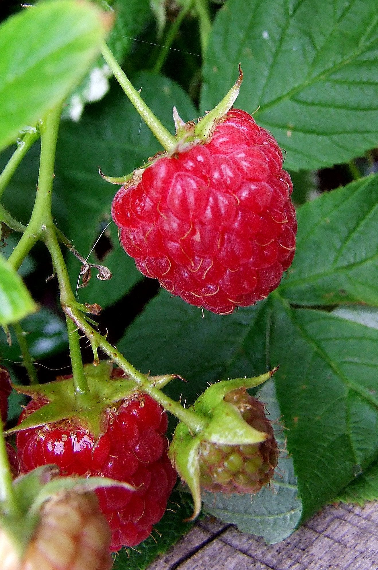TreeYo Raspberry - Heritage Red - Summer & Fall