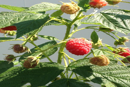 TreeYo Raspberry - Heritage Red - Summer & Fall