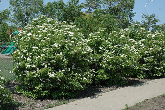 TreeYo American Highbush Cranberry