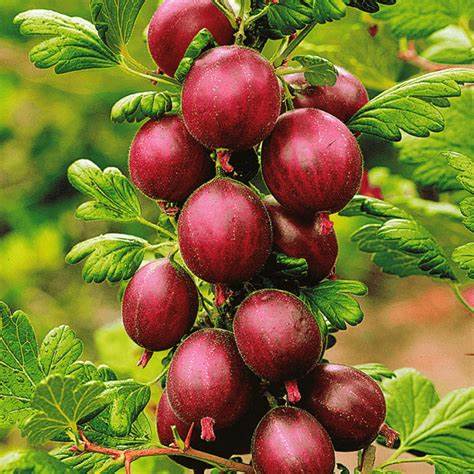 TreeYo Gooseberry - Hinnomaki Red
