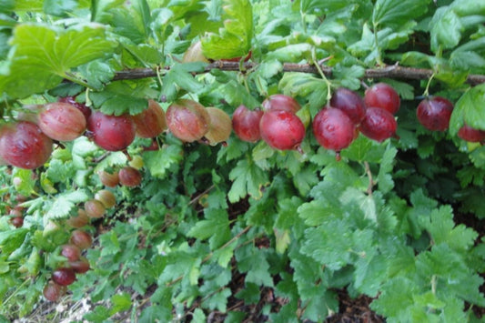 TreeYo Gooseberry - Hinnomaki Red