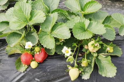 TreeYo Strawberry-Honeoye