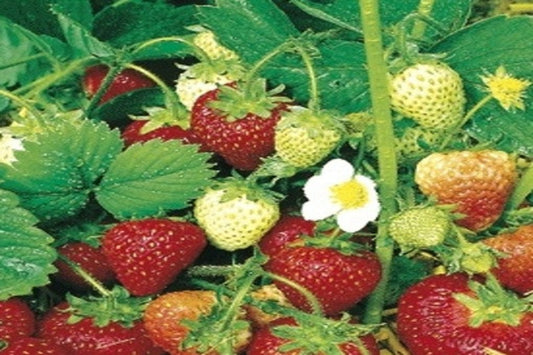 TreeYo Strawberry-Honeoye