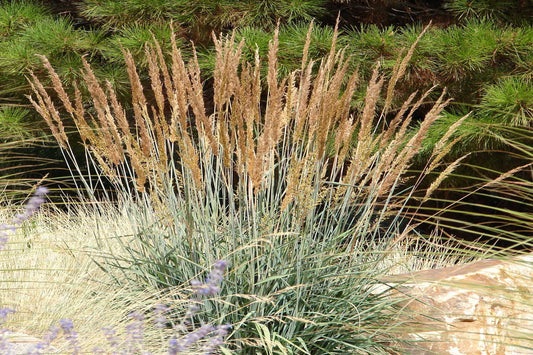 Indian Grass "Sorghastrum nutans"