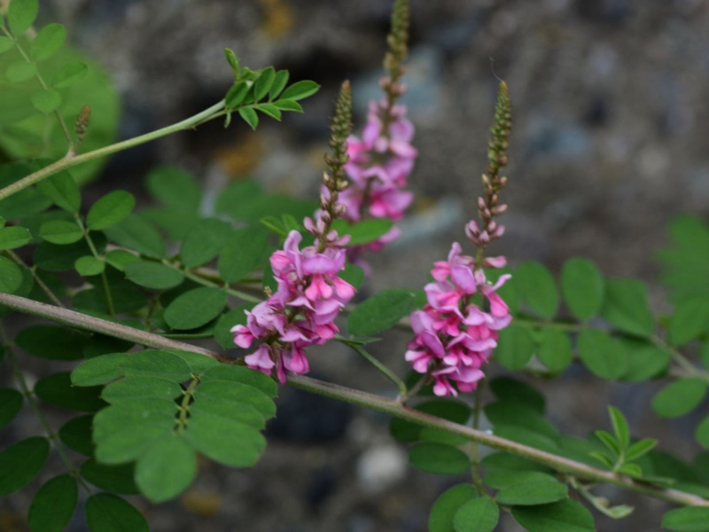 False Indigo (bush) "Amorpha fructicosa"