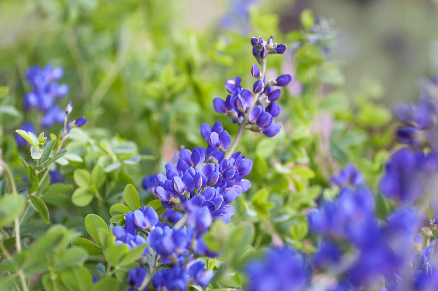 False Indigo (bush) "Amorpha fructicosa"