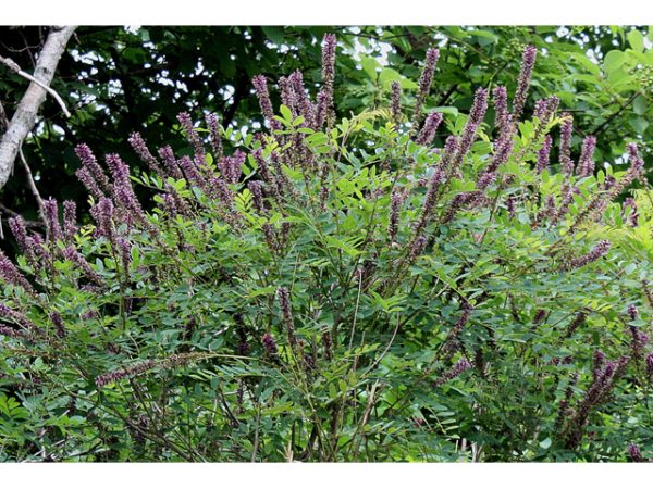 False Indigo (bush) "Amorpha fructicosa"